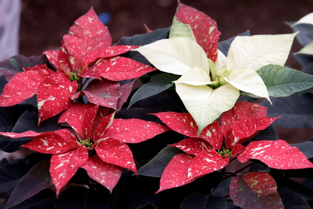 Lujo y estilo nórdico marcan tendencias florales en Navidad 2025