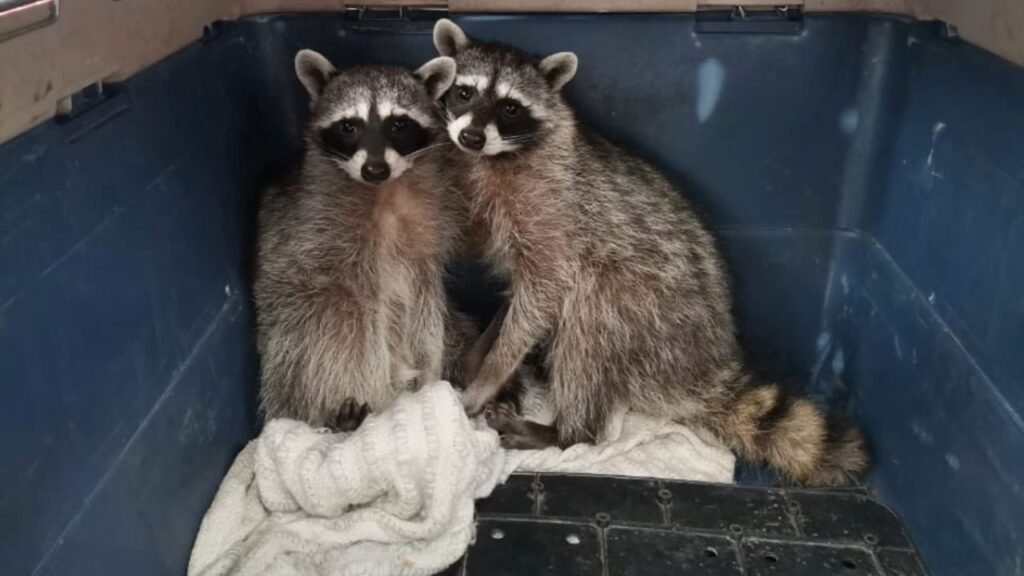 Protección Civil rescata a dos mapaches en casa de León