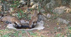 Liberan cinco jaguares en Tamaulipas para su conservación