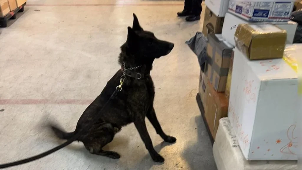 Aseguran un kilo de fentanilo enviado desde Asia en el AICM