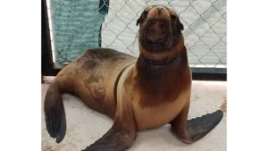 Profepa rescata y rehabilita lobo marino enmallado en Sonora