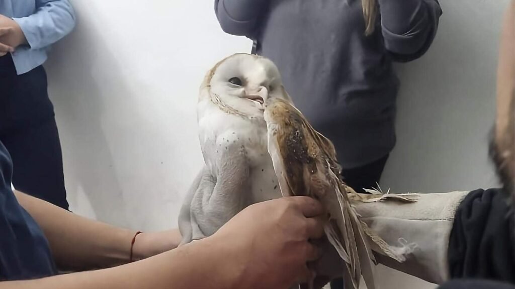 Rescatan lechuza atrapada en iglesia de Tampico, Tamaulipas