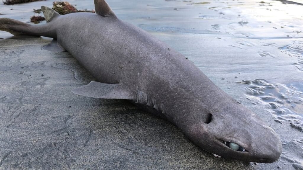 Hallan en Luarca un tiburón foca, especie de aguas profundas