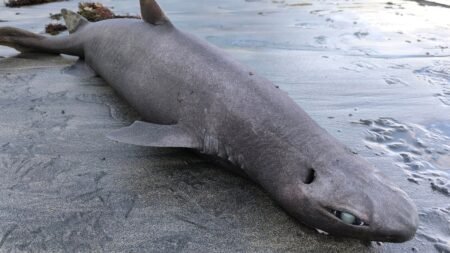 Hallan en Luarca un tiburón foca, especie de aguas profundas Hallan en Luarca un tiburón foca, especie de aguas profundas