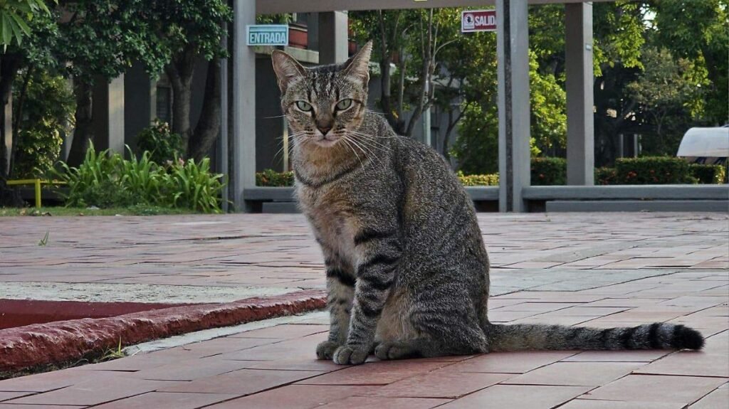 Ciudad Victoria lidera denuncias por maltrato animal en Tamaulipas