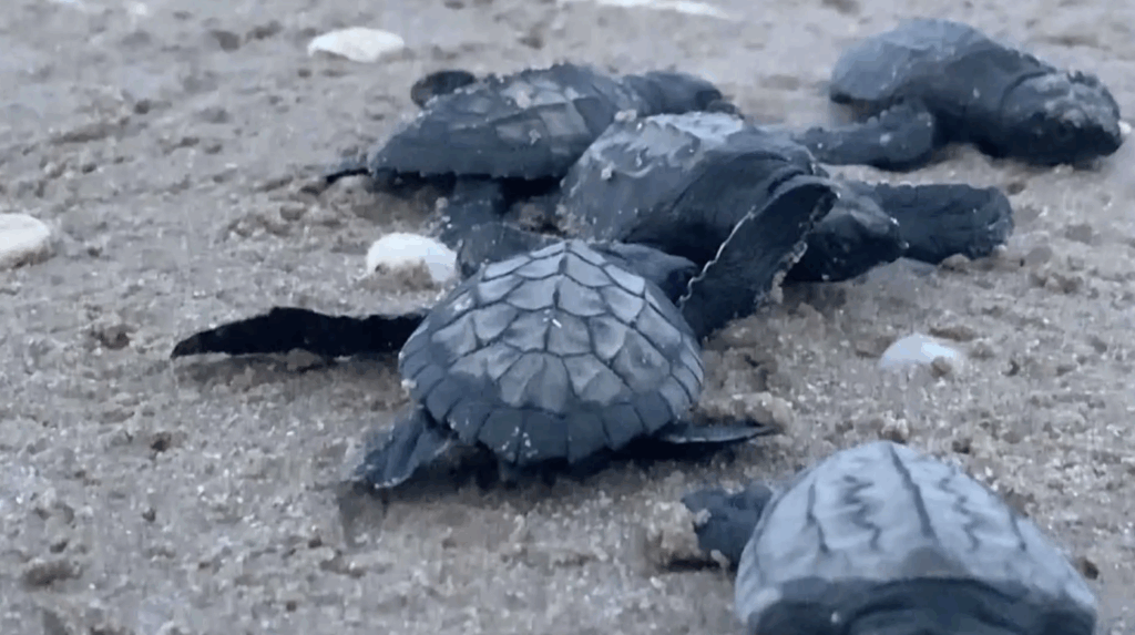 Derrame de crudo amenaza arribo de tortuga lora a costas de Tamaulipas