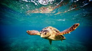 Tortuga boba cruza del Mediterráneo al Caribe en migración histórica