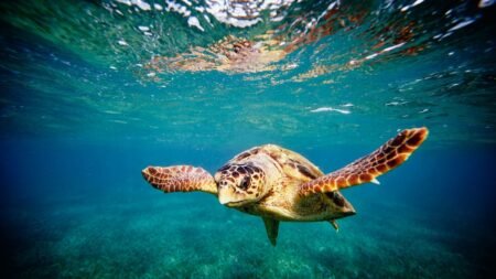Tortuga boba cruza del Mediterráneo al Caribe en migración histórica