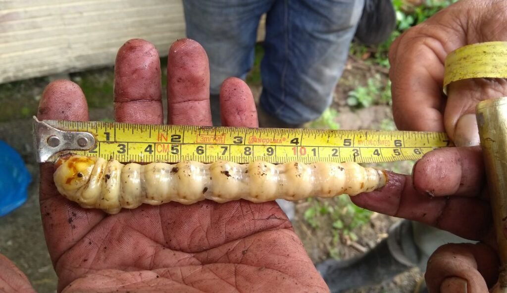 Nuevo León registra primer caso de gusano barrenador en caballo