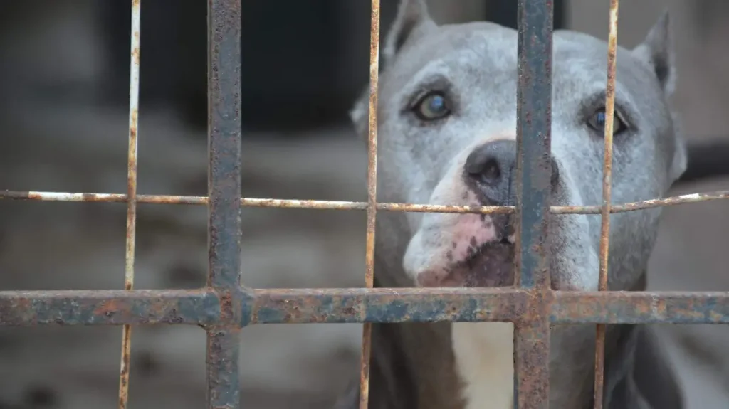 Ola de calor en Tampico: recomendaciones para cuidar a mascotas