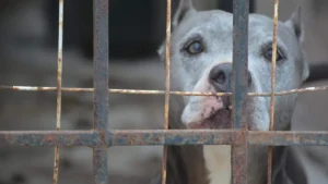 Ola de calor en Tampico: recomendaciones para cuidar a mascotas