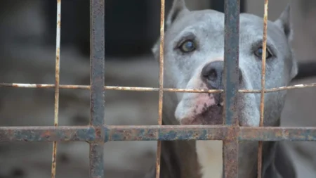 Ola de calor en Tampico: recomendaciones para cuidar a mascotas