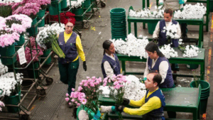 Colombia exporta 330 millones de flores a EE. UU. por Día de la Madre