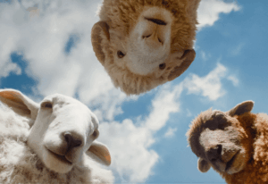 Hugh Jackman lidera "The Sheep Detectives", comedia de misterio