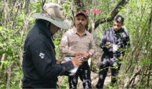 Tamaulipas refuerza vigilancia para proteger a la paloma ala blanca