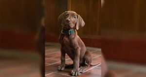 Netflix revela primer vistazo de “Scooby-Doo: Origins” en live-action
