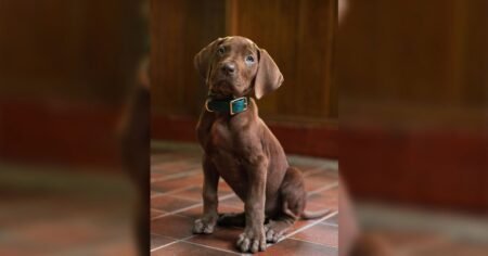Netflix revela primer vistazo de “Scooby-Doo: Origins” en live-action