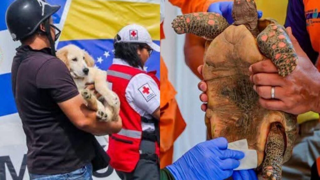 Más de 300 mascotas rescatadas tras sismos en Venezuela