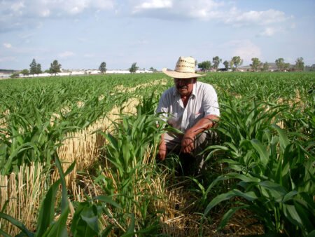 Gestiones de Américo Villarreal y Gobierno Federal, impulsan al campo de Tamaulipas