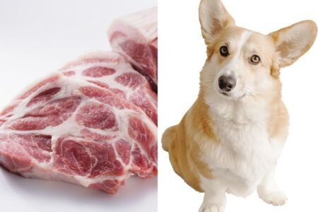Corea del Sur prohibirá el consumo de carne de perro en 2027