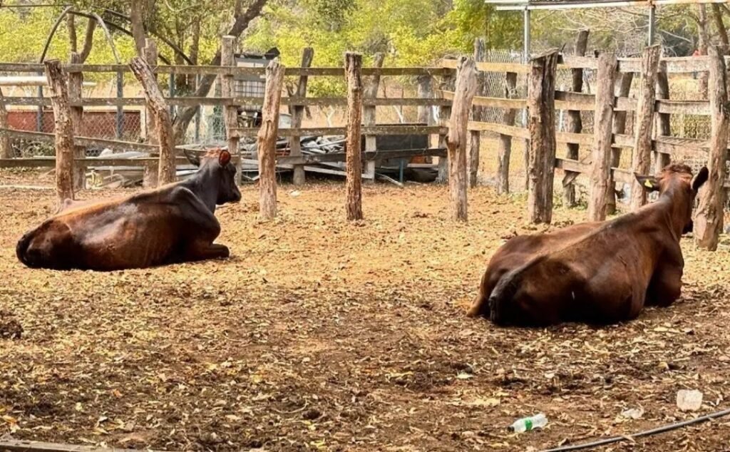 Tamaulipas reduce casos de gusano barrenador y busca exportar ganado