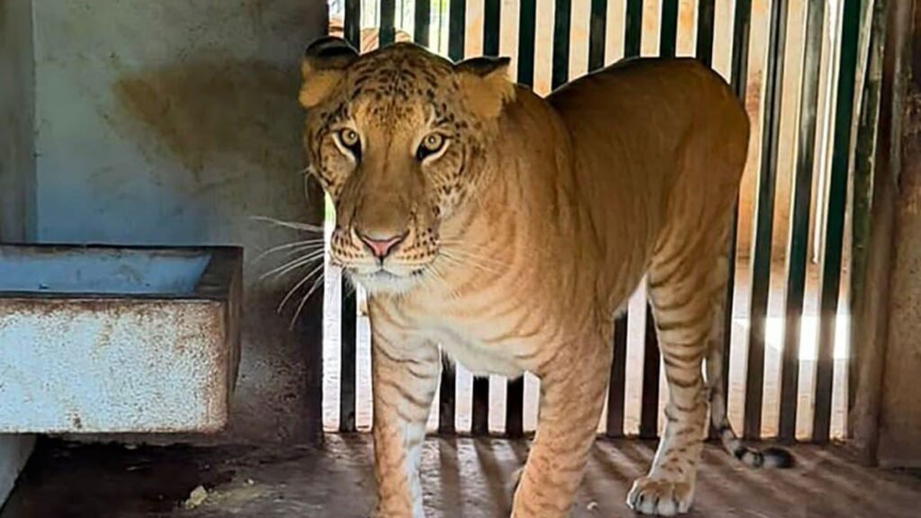 Aseguran ligre y 134 animales exóticos en rancho de Tamaulipas